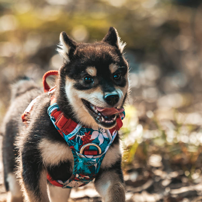 Truelove No-Pull Dog Harness