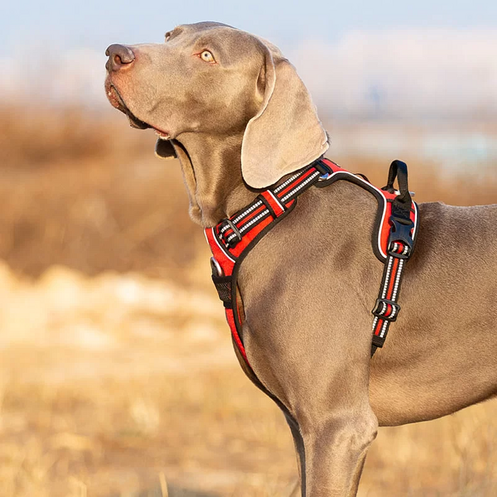 Truelove No-Pull Dog Harness