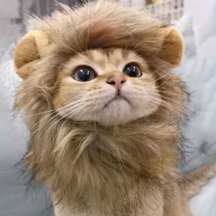 Lion Mane Cat Costume